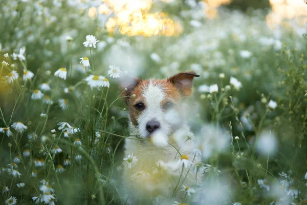 Собака Маргаритках Животное Природе Симпатичный Джек Рассел Терьер Цветах Животное — стоковое фото