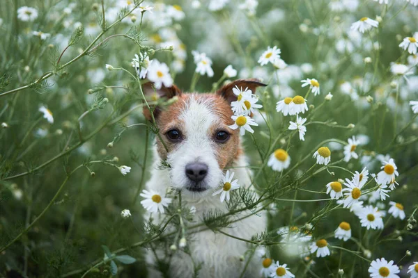 Σκύλος Μαργαρίτες Κατοικίδιο Στη Φύση Χαριτωμένος Τζακ Ράσελ Τεριέ Λουλούδια — Φωτογραφία Αρχείου