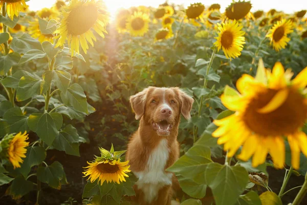 stock image dog in sunflowers. cute nova scotia retriever in a field of flowers. Pet in nature