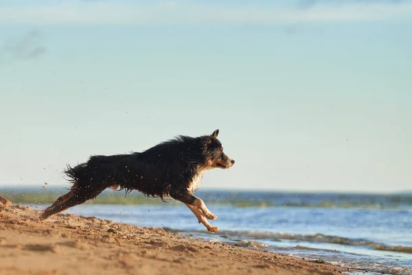 Dog Plays Beach Water Active Australian Shepherd Jumping Active Holiday — Stock Photo, Image