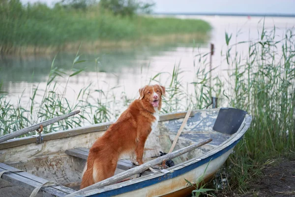 狗在船上 新斯科舍省湖上自然采摘鸭 — 图库照片