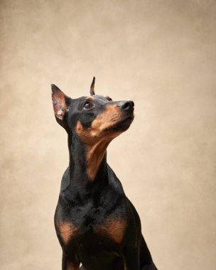 Bej arka planda standart bir pinscher. Stüdyoda bir köpeğin portresi. Güzel hayvan.