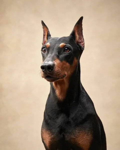 Standard Pinscher Beige Bakgrund Porträtt Hund Studion Vackert Husdjur — Stockfoto