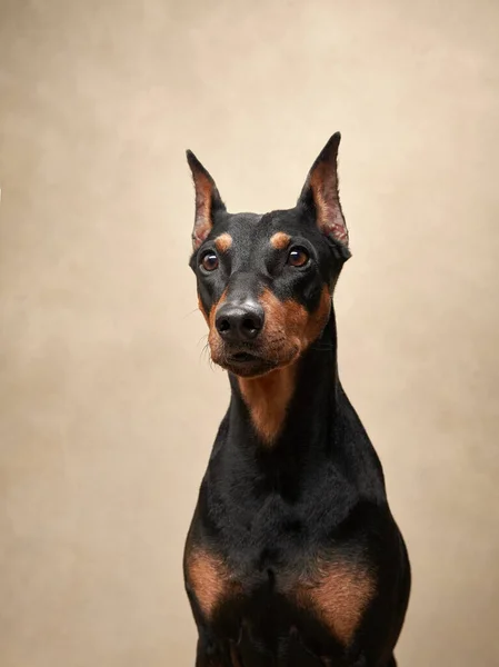 Pinscher Padrão Fundo Bege Retrato Cão Estúdio Animal Estimação Bonito — Fotografia de Stock