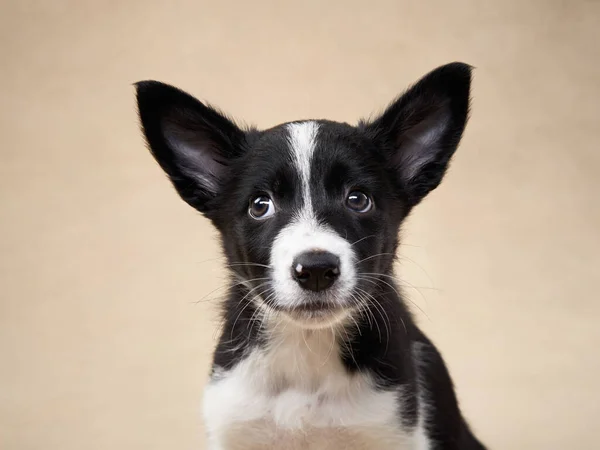 Czarno Biały Szczeniak Beżowym Tle Miesięczny Collie Graniczny Studiu Pies — Zdjęcie stockowe