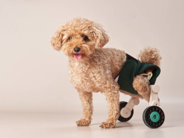 Tekerlekli sandalyede bej arka planda komik bir kaniş. Fotoğraf stüdyosundaki kıvırcık köpek. Maltese, kaniş
