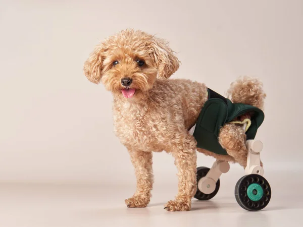 車椅子のベージュの背景に面白い小さなプール 写真館の中の犬 マルタプードル — ストック写真