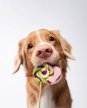 Şekerli, tatlı, komik köpek. Nova Scotia Duck Tolling Retriever, stüdyoda beyaz arka planda gişe.