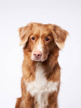 Mutlu köpek portresi. Nova Scotia Duck Tolling Retriever, stüdyoda beyaz arka planda gişe.