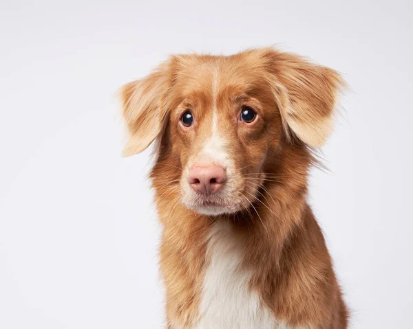 stock image portrait happy dog. Nova Scotia Duck Tolling Retriever, toller on white background in studio