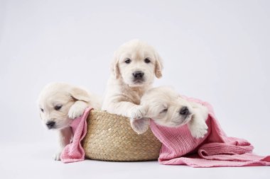 Beyaz arka planda üç golden retriever yavrusu. Tatlı uyuyan köpek.