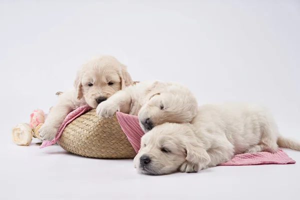Tři Zlatá Retrieverská Štěňátka Bílém Pozadí Roztomilý Spací Pes — Stock fotografie