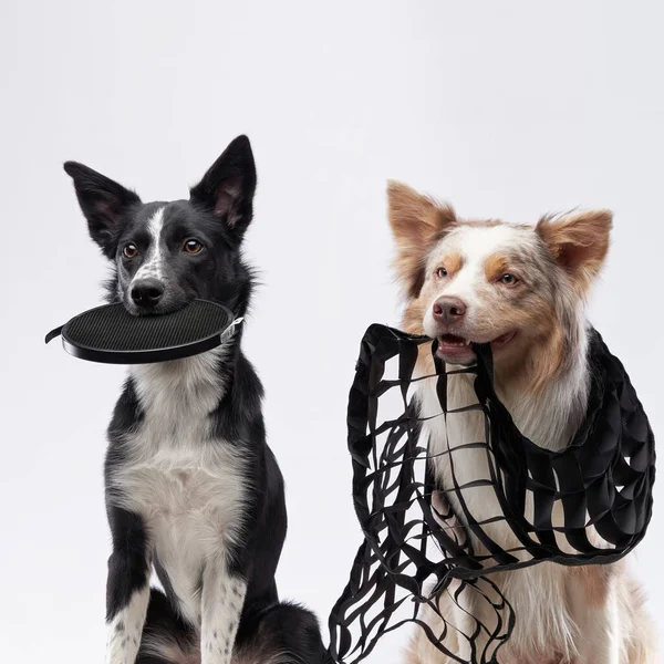 two dogs is holding a studio lighting attachment. Obedient border collies in the studio