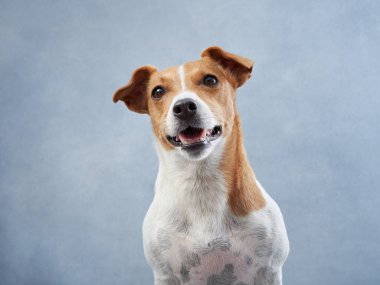 Şirin köpek görünüşlü. Mavi tuval arka planında Mutlu Jack Russell Terrier. Sevimli hayvan