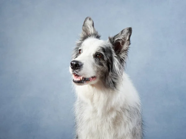 Happy Dog Blue Background Border Collie Funny Muzzle Studio — Stock Photo, Image