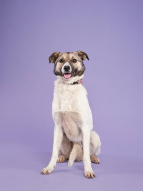 Leylak arka planında ağzı açık güzel bir köpeğin portresi. Türlerin karışımı. Mutlu Pet stüdyoda