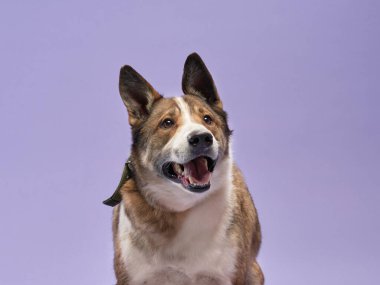 Leylak arka planında ağzı açık güzel bir köpeğin portresi. Türlerin karışımı. Mutlu Pet stüdyoda