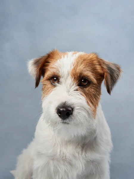 Beautiful Portrait Wirehaired Jack Russell Terrier Dog Blue Texture Background — Stock Photo, Image