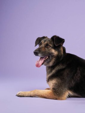 Leylak arka planında ağzı açık güzel bir köpeğin portresi. Türlerin karışımı. Mutlu Pet stüdyoda