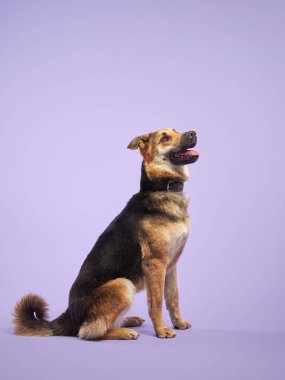 Leylak arka planında ağzı açık güzel bir köpeğin portresi. Türlerin karışımı. Mutlu Pet stüdyoda