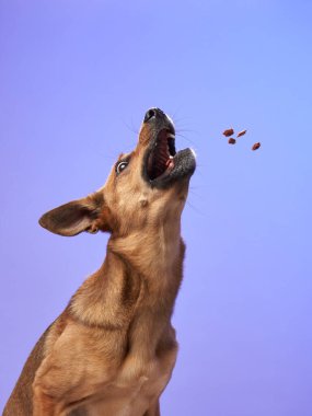 Mutlu köpek, açık ağızlı, lezzetli, hareketli, komik