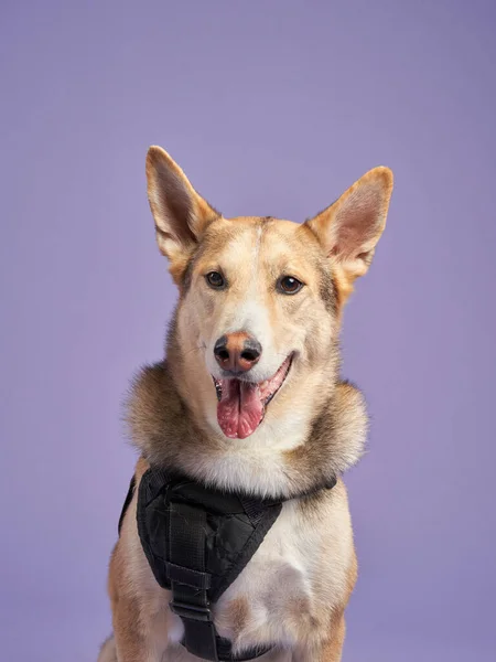 portrait of a beautiful dog with open mouth on lilac background. Mix of breeds. Happy Pet in the studio