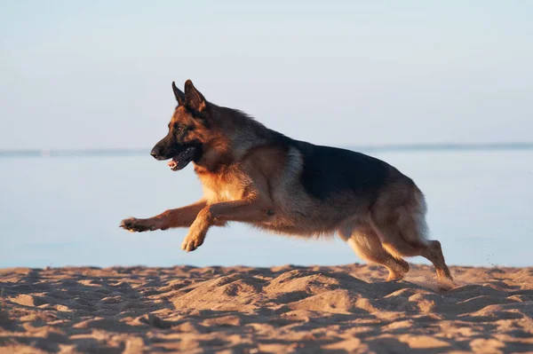 Szczęśliwy Pies Skaczący Wody Owczarek Niemiecki Plaży Morzu — Zdjęcie stockowe
