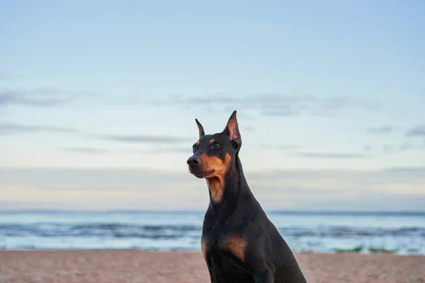 Tysk Standard Pinscher Stranden Nära Vattnet Havet Hund Naturen — Stockfoto
