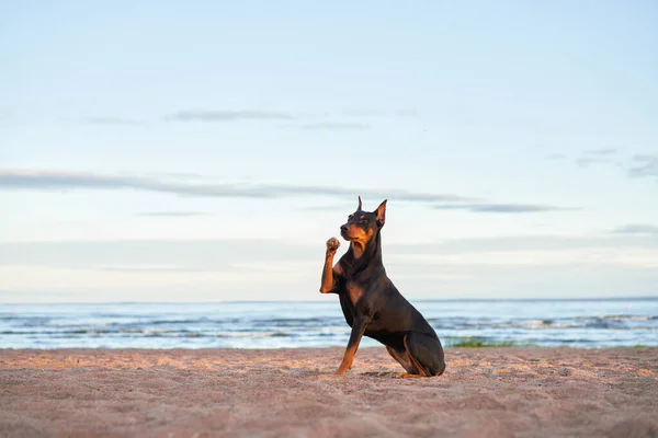 German Standard Pinscher Beach Water Sea Dog Nature — Stock Photo, Image