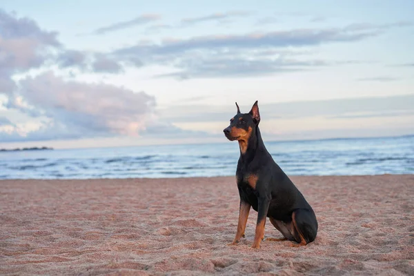 Tysk Standard Pinscher Stranden Nära Vattnet Havet Hund Naturen — Stockfoto