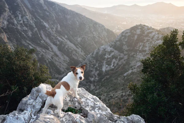 Dağlardaki köpek. Jack Russell Terrier bir kayanın üzerinde duruyor. Gezgin hayvan, doğa yürüyüşü