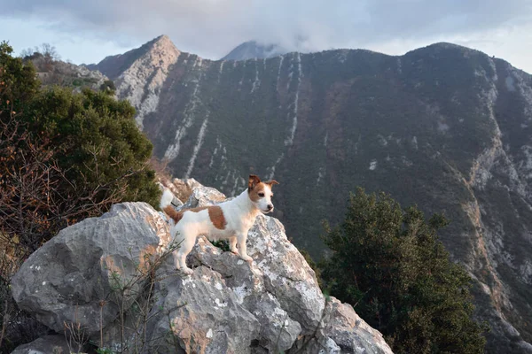 dog in the mountains. Jack Russell Terrier stands on a rock. Travel pet, hiking