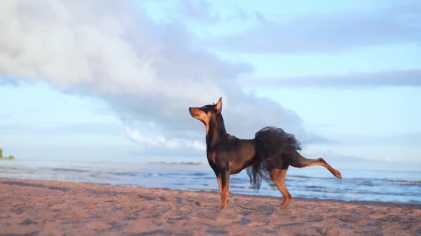 Tysk Standard Pinscher Stranden Nära Vattnet Havet Hund Naturen — Stockvideo