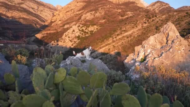 山里的狗 泰里尔站在岩石上 旅行宠物 徒步旅行 — 图库视频影像