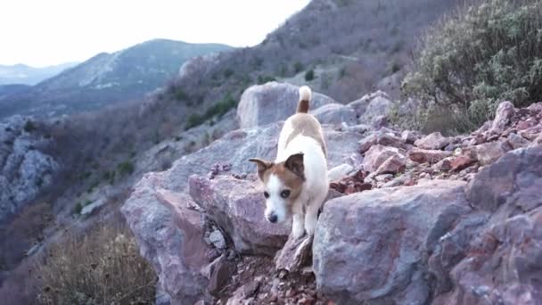 Chien Dans Les Montagnes Jack Russell Terrier Tient Sur Rocher — Video