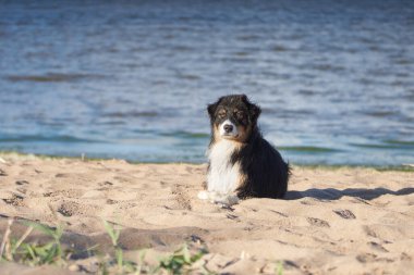 Köpek sahile yakın bir yerde oynuyor. Aktif Avustralyalı çoban atlaması. Evcil bir hayvanla aktif tatil