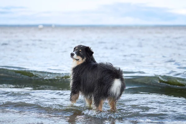Собака Грає Пляжі Біля Води Активний Пастух Стрибає Активне Свято — стокове фото