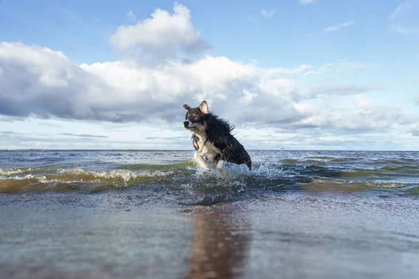Dog Plays Beach Water Active Australian Shepherd Jumping Active Holiday — Stock Photo, Image