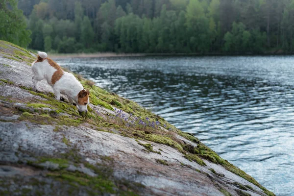 Hund Steinstrand Kleiner Tapferer Jack Russell Terrier Der Natur Auf — Stockfoto