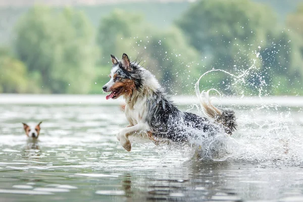 Собака Бігає Воді Марнотратний Австралійський Пастух Озері — стокове фото