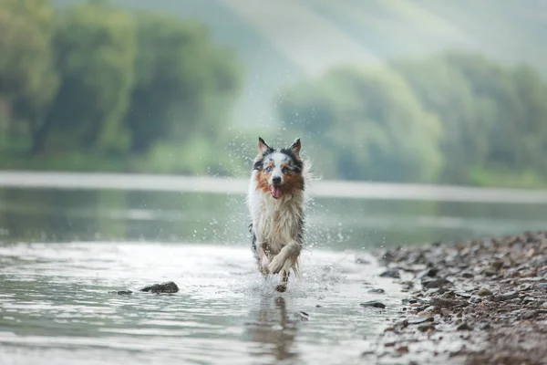 Hunden Springer Vattnet Marmorerade Australiska Shepherd Sjön — Stockfoto