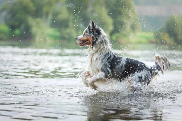 Собака Бегает Воде Мраморная Австралийская Овчарка Озере — стоковое фото