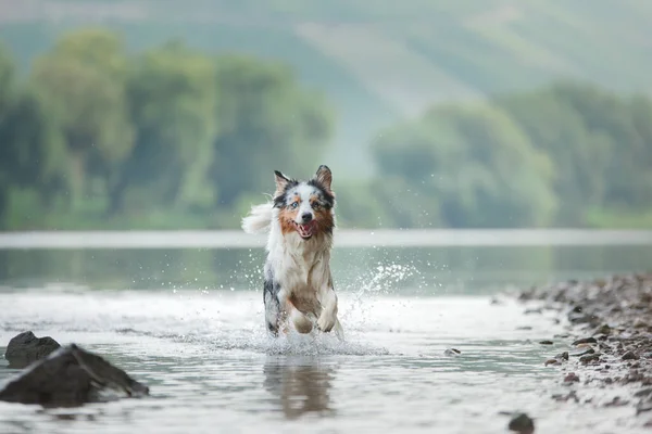 Dog Runs Water Marbled Australian Shepherd Lake — Stock Photo, Image