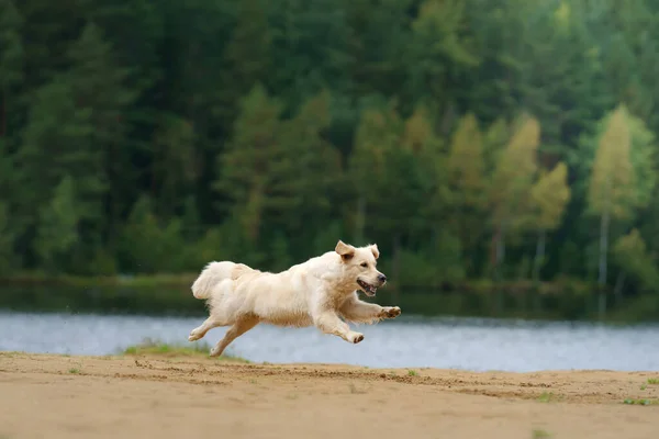 Dog Jumps Flies Beach Lake Water Active Beautiful Golden Retriever — Stock Photo, Image
