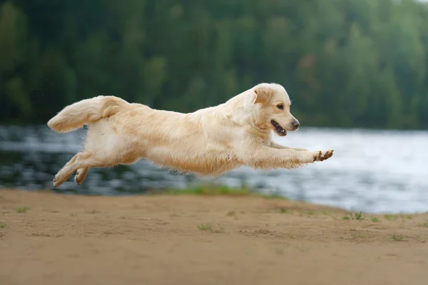 狗跳起来 飞到湖边的沙滩上 靠近水 大自然中活跃的美丽的金毛猎犬 — 图库照片