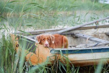 Köpek teknede. Nova Scotia Ördek Avcısı Gölde 