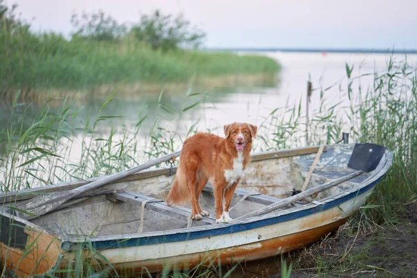 dog in the boat. Nova Scotia duck retriever in nature on lake