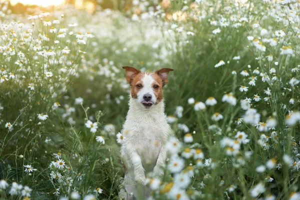 Hund Prästkragar Sällskapsdjur Naturen Söt Jack Russell Terrier Blommor Sällskapsdjur — Stockfoto