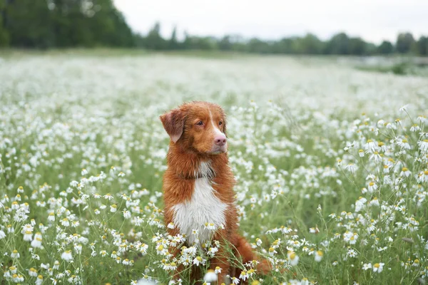 Hund Gänseblümchen Haustier Der Natur Nova Scotia Retriever Ist Ein — Stockfoto