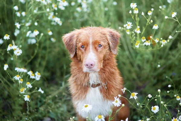 Cão Margaridas Animal Estimação Natureza Nova Escócia Retriever Retrato Bonito — Fotografia de Stock